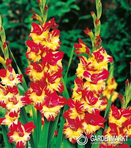 Gladiolus Gladiole Stereo 5 St.