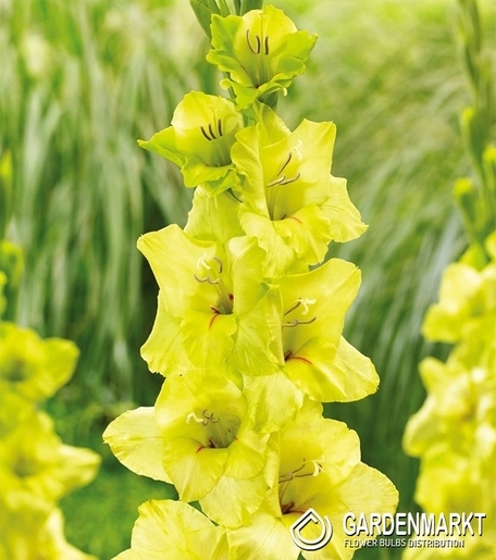 Gladiolus Gladiole Prima Verde 5 St.