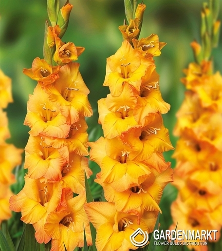 Gladiolus Gladiole Roussel 5 St.