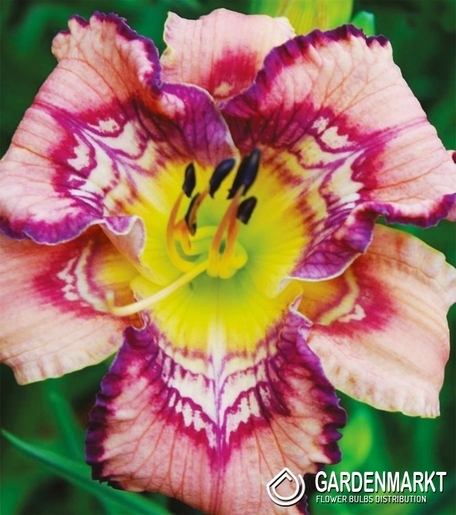 Hemerocallis Taglilie Get Jiggy 1 St.