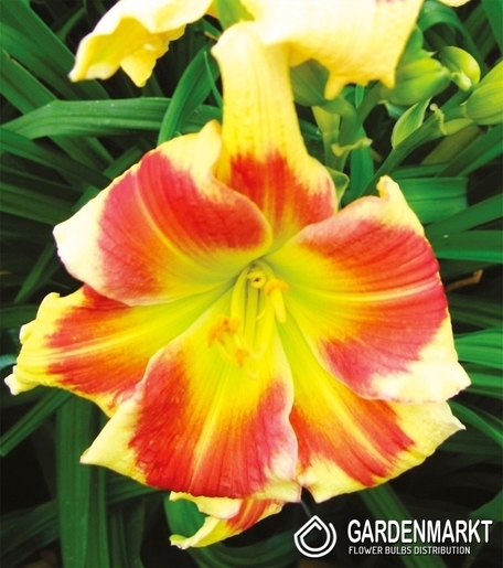 Hemerocallis Taglilie Tropical Passion 1 St.