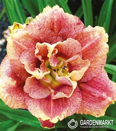 Hemerocallis Taglilie Happy Hooligan 1 St.