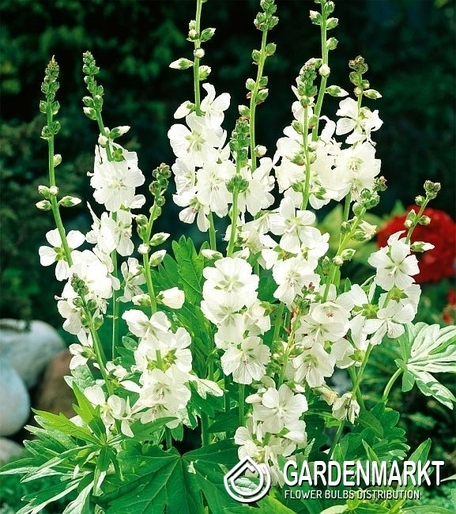 Sidalcea Candida - Ślazownik 1 St.
