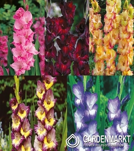 Eingestellt Gladiolus Gladiole Mehrblütige "8" 12/14