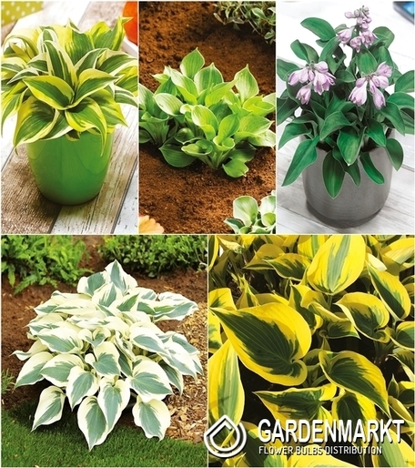 Eingestellt Hosta "5" I Wahl