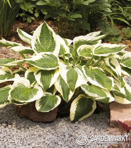Hosta - Funkia Patriot 1 St.