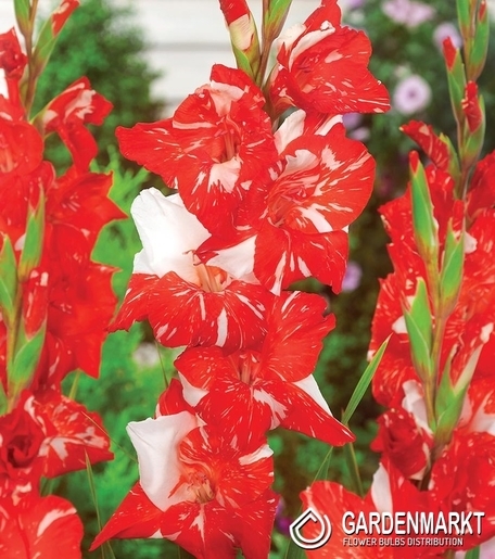 Gladiolus Gladiole Zizane 5 St.