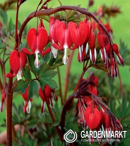 DICENTRA VALENTINE - ROT 1 ST.