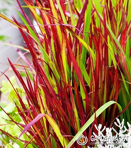 Ziergras Imperata Red Baron-Blutgras-Rot-Blumentopf P9 - 1 st.