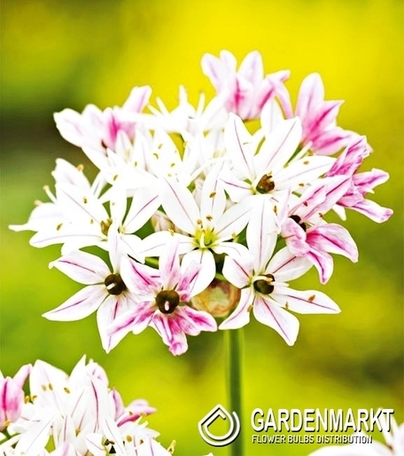Zierlauch Allium Cameleon 5 St.