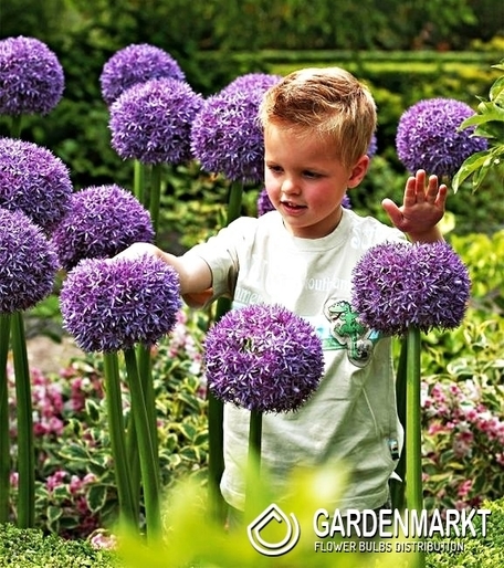 Zierlauch Allium Ambassador 1 St.