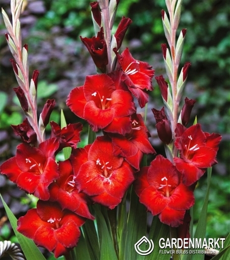Gladiolus Gladiole Azuro 5 St.
