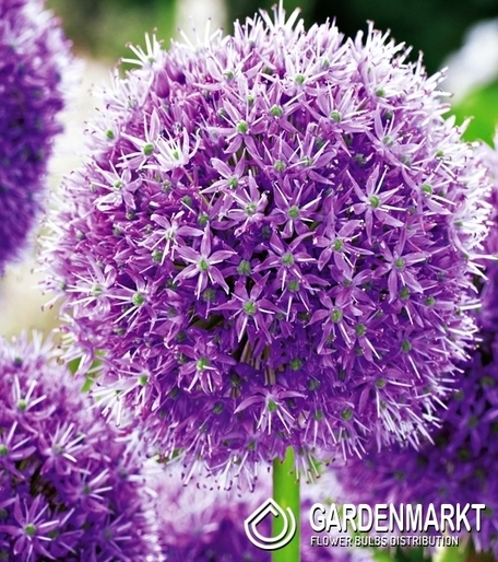 Zierlauch Allium His Excellency 1 St.