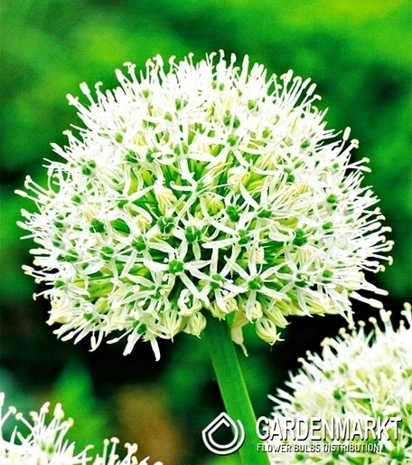 Zierlauch Allium Mount Everest 1 St.