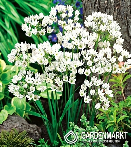 Brodiaea Triteleia Hyacinthina White 10 St.