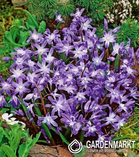Chionodoxa Luciliae - Sternhyazinthe Violet Beauty 10 St.