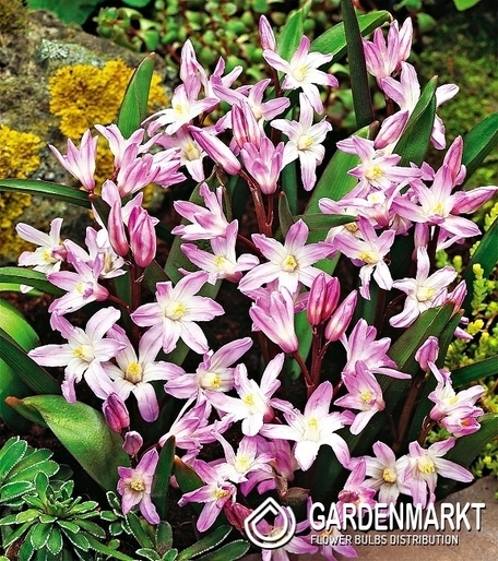 Chionodoxa Forbesi - Sternhyazinthe Pink Giant 10 St.