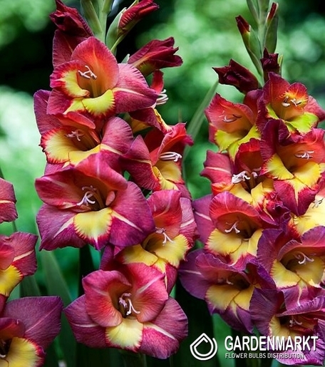 Gladiolus Gladiole Brescia 5 St.
