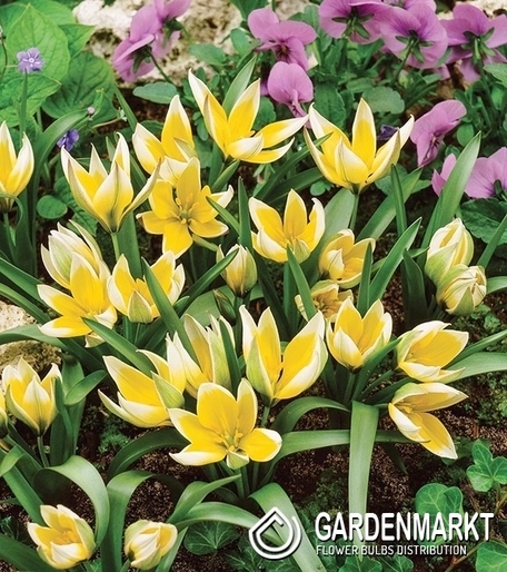 Tulpe Tarda 50 St.