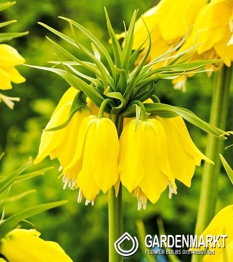 Fritillaria - Szachownica Early Passion 1 St.