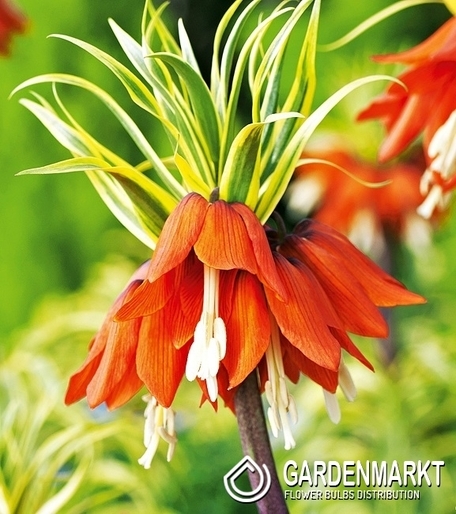 Fritillaria - Szachownica Aureomarginata 1 St.