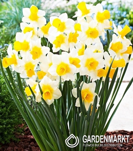 Narcissi Klein Golden Echo 5 St.