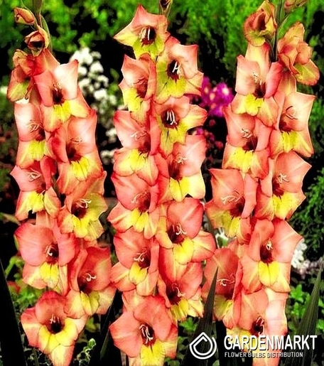 Gladiolus Gladiole Dandy 5 St.