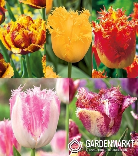 Eingestellt Fetzen Tulpe 4