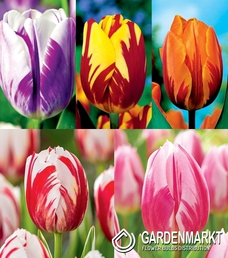 Eingestellt Triumph Rembrandt Tulpe