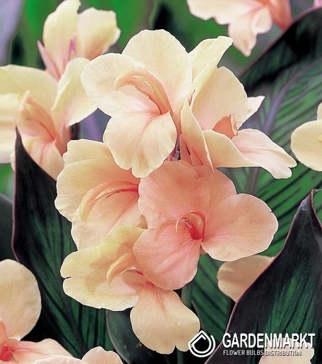 Canna-Blumenrohr Louis Cotton 1 St.