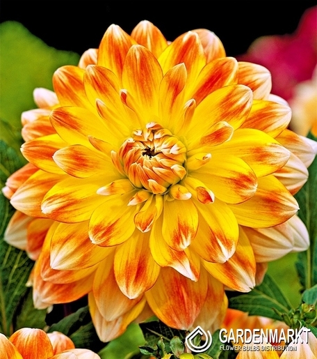 Dahlie Peaches And Cream 1 St.