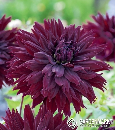 Dahlie Black Touch 1 St.