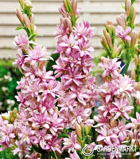 Polianthes Tuberosa - Pink Sapphire 1 St.