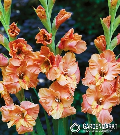 Gladiolus Gladiole Eres Tu 5 St.
