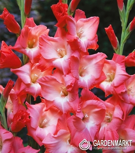 Gladiolus Gladiole Sogno 5 St.