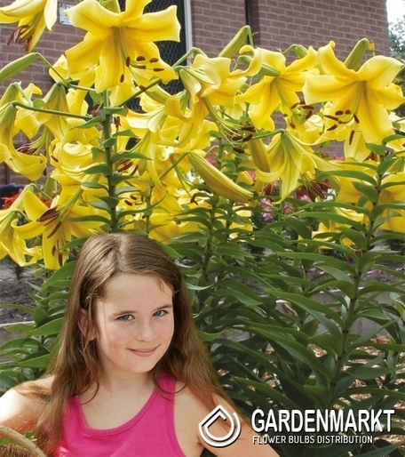 Lilie Ot Gelb 1 St.