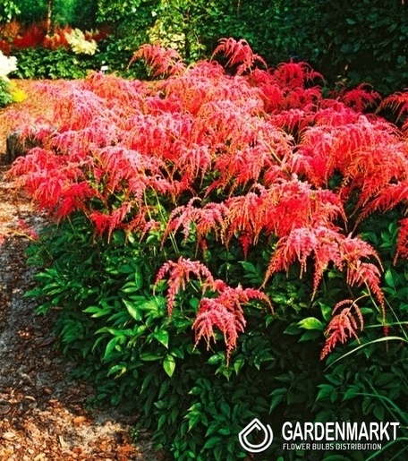 Astilbe-Prachtspiere Thunbergii Straussenfeder 1 St.