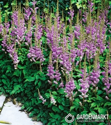 Astilbe-Prachtspiere Pumila 1 St.