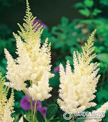 Astilbe-Prachtspiere Weisse Gloria 1 St.