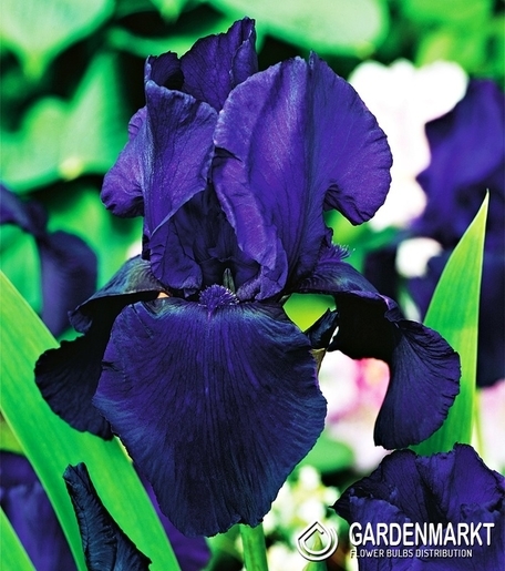 Iris Germanica Schwertlilie Dudky Challenger 1 St.