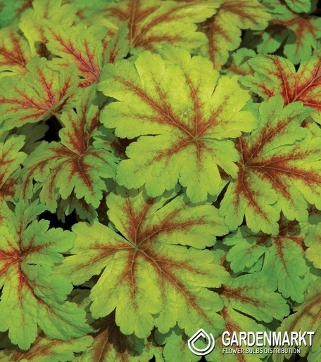 Heuchera - Dale's Strain 1 St.
