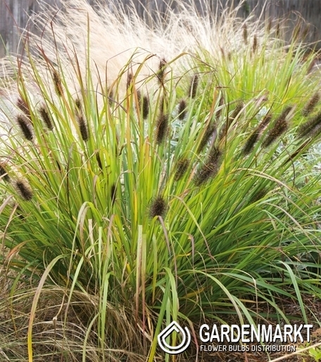 Ziergras Pennisetum Alopecuroides Black Beauty -Blumentopf P9-1 St.
