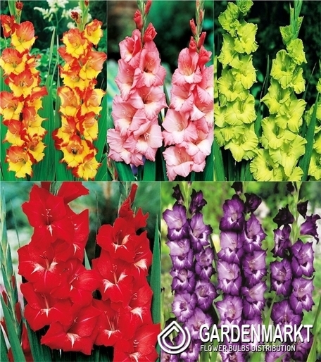 Eingestellt Gladiolus Gladiole Mehrblütige "3" 14/+