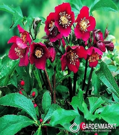 Helleborus Purpurascens 1 St.