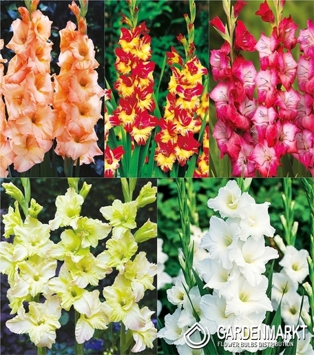Eingestellt Gladiolus Gladiole Mehrblütige "19" 12/14