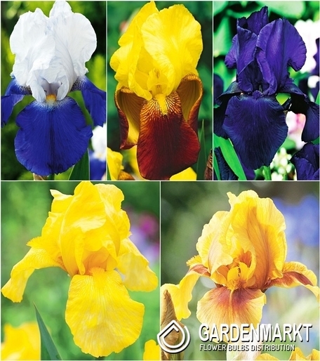 Eingestellt Iris Germanica Schwertlilie "3" I Wahl
