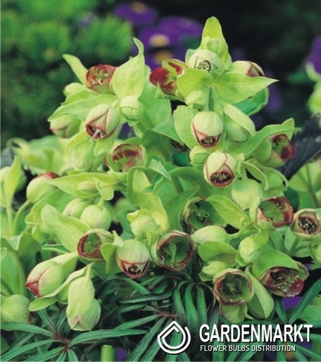 Helleborus Feotidus 1 St.