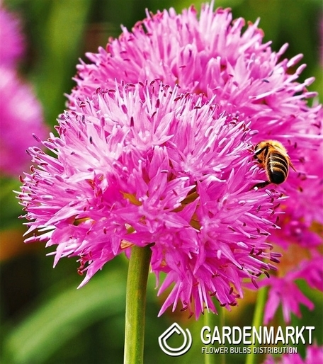 Zierlauch Allium Carolinianum 3 St.