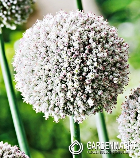 Zierlauch Allium White Cloud 5 St.