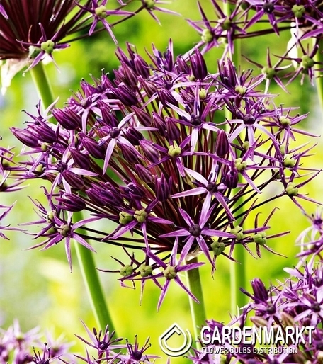 Zierlauch Allium Metallic Shine 1 St.